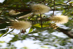 Syzygium jambos